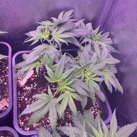 Wedding Gelato growlog timeline photo