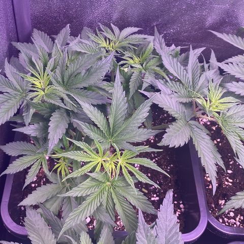 Wedding Gelato growlog timeline photo
