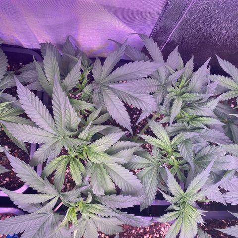 Wedding Gelato growlog timeline photo