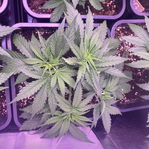 Wedding Gelato growlog timeline photo
