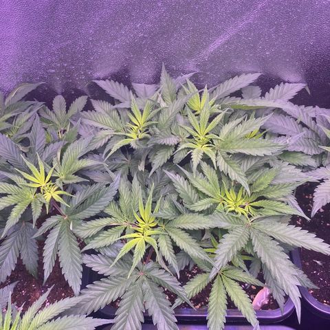 Wedding Gelato growlog timeline photo