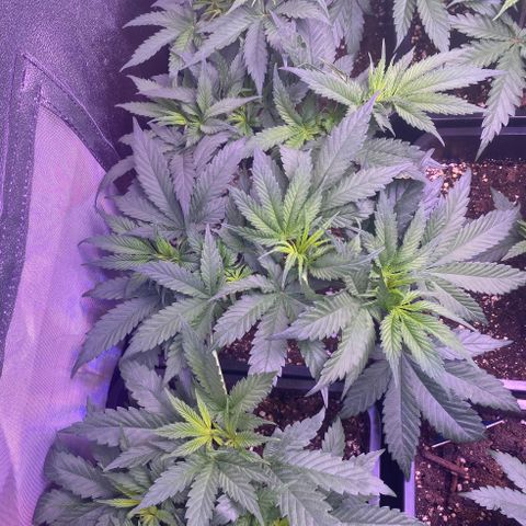 Wedding Gelato growlog timeline photo