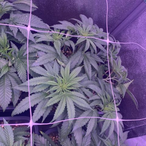 Wedding Gelato growlog timeline photo