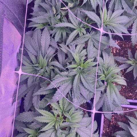 Wedding Gelato growlog timeline photo