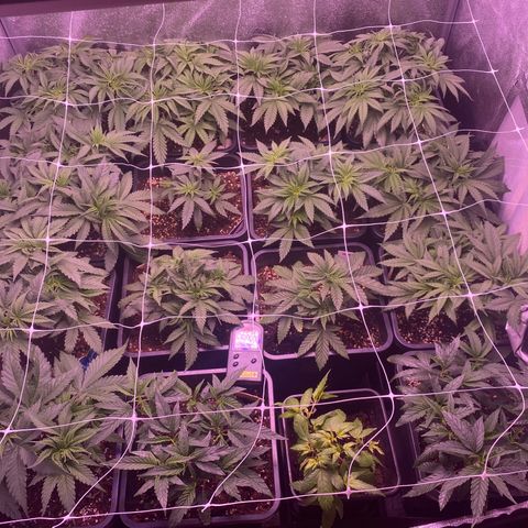 Wedding Gelato growlog timeline photo