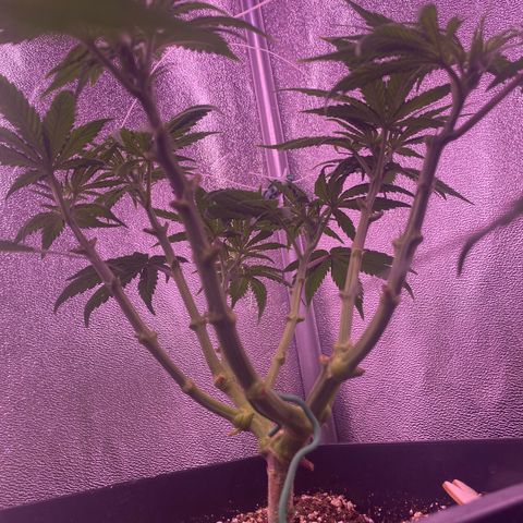 Wedding Gelato growlog timeline photo