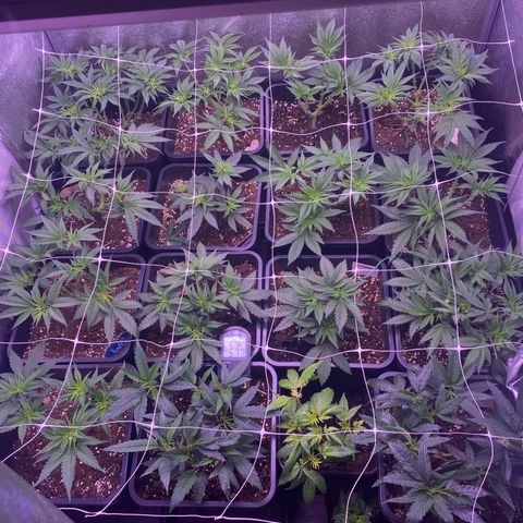 Wedding Gelato growlog timeline photo
