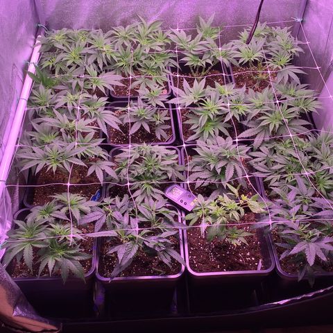 Wedding Gelato growlog timeline photo