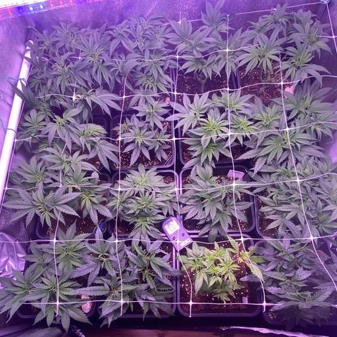 Wedding Gelato growlog timeline photo
