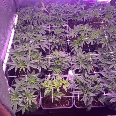 Wedding Gelato growlog timeline photo