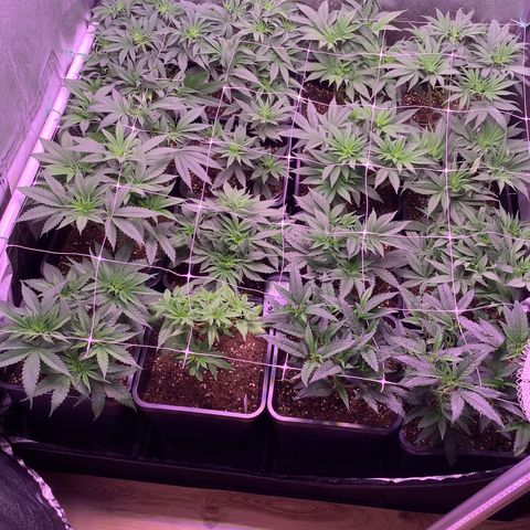 Wedding Gelato growlog timeline photo