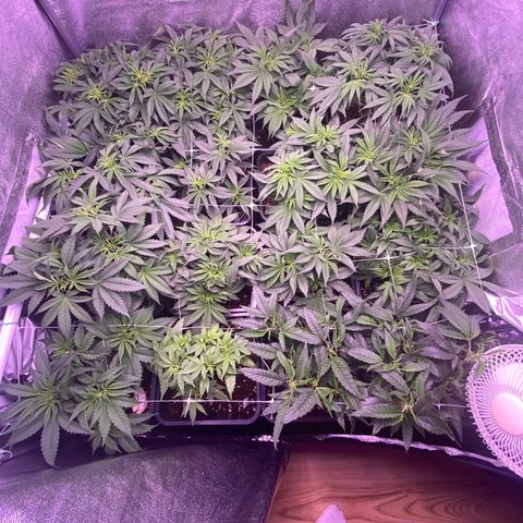 Wedding Gelato growlog timeline photo