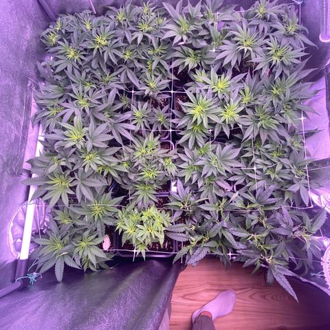 Wedding Gelato growlog timeline photo