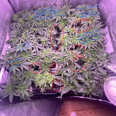 Wedding Gelato growlog timeline photo