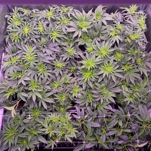 Wedding Gelato growlog timeline photo