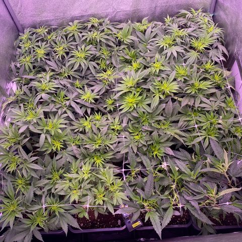 Wedding Gelato growlog timeline photo