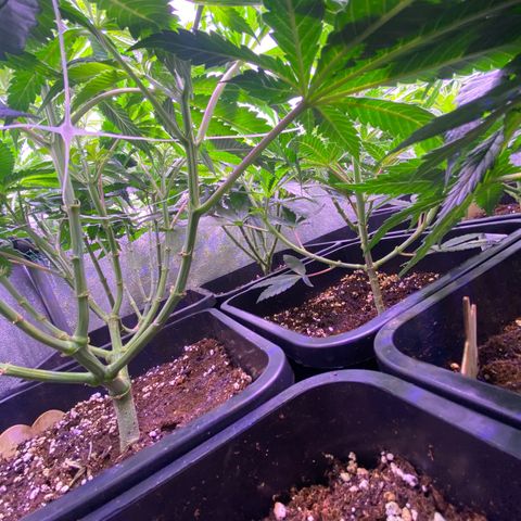 Wedding Gelato growlog timeline photo