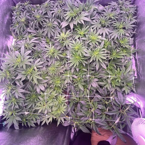 Wedding Gelato growlog timeline photo