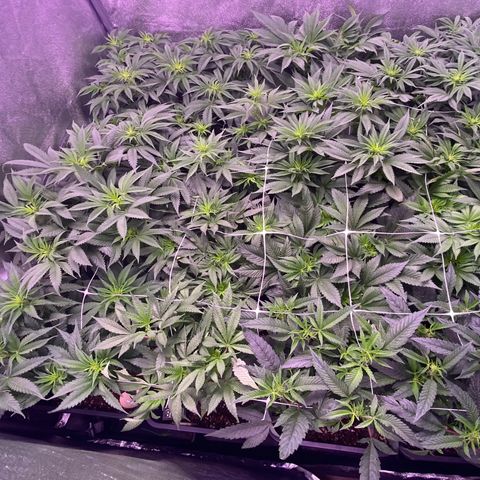 Wedding Gelato growlog timeline photo