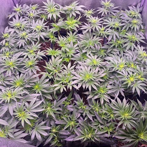 Wedding Gelato growlog timeline photo