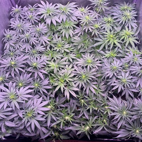 Wedding Gelato growlog timeline photo
