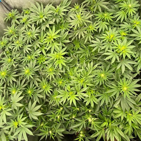 Wedding Gelato growlog timeline photo