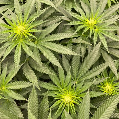 Wedding Gelato growlog timeline photo