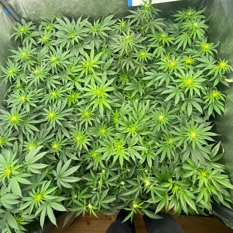 Wedding Gelato growlog timeline photo