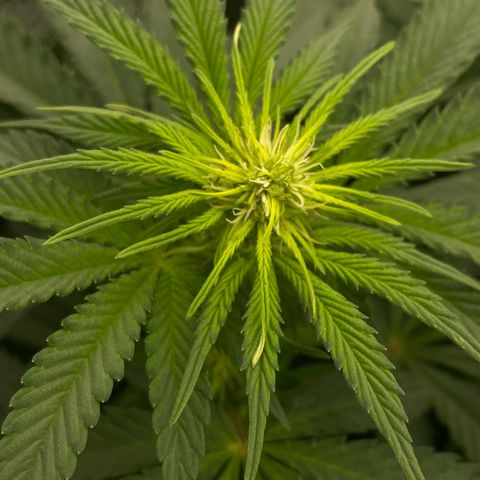 Wedding Gelato growlog timeline photo