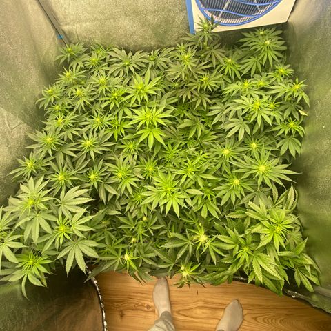 Wedding Gelato growlog timeline photo
