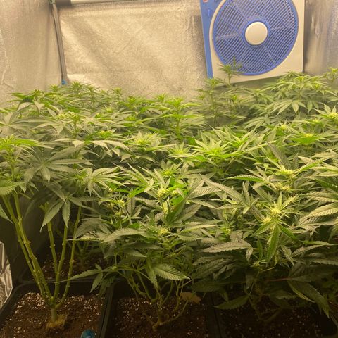 Wedding Gelato growlog timeline photo