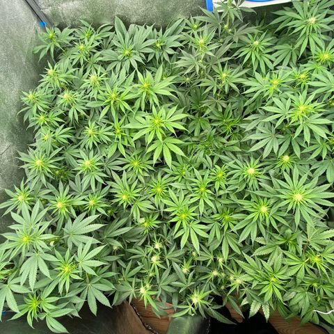 Wedding Gelato growlog timeline photo