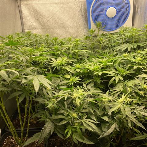 Wedding Gelato growlog timeline photo
