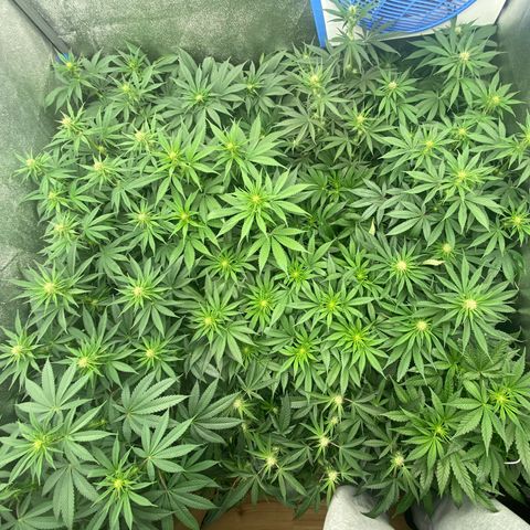 Wedding Gelato growlog timeline photo