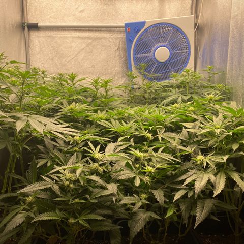 Wedding Gelato growlog timeline photo