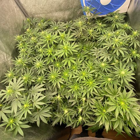 Wedding Gelato growlog timeline photo