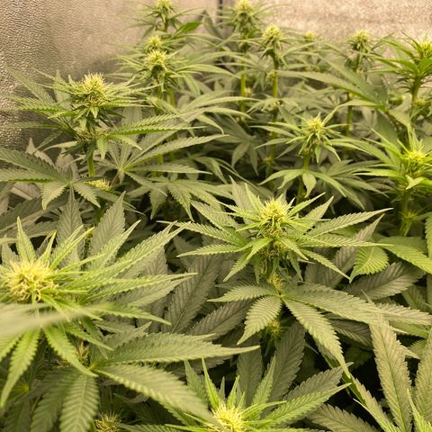 Wedding Gelato growlog timeline photo