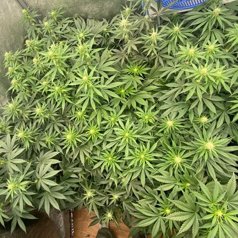 Wedding Gelato growlog timeline photo