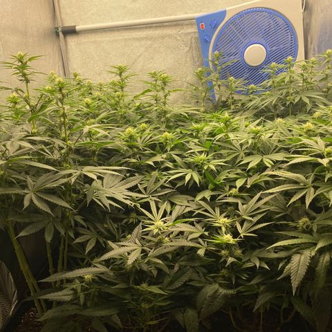 Wedding Gelato growlog timeline photo