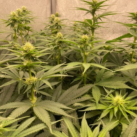 Wedding Gelato growlog timeline photo