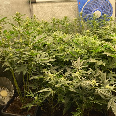 Wedding Gelato growlog timeline photo