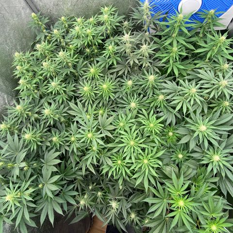 Wedding Gelato growlog timeline photo