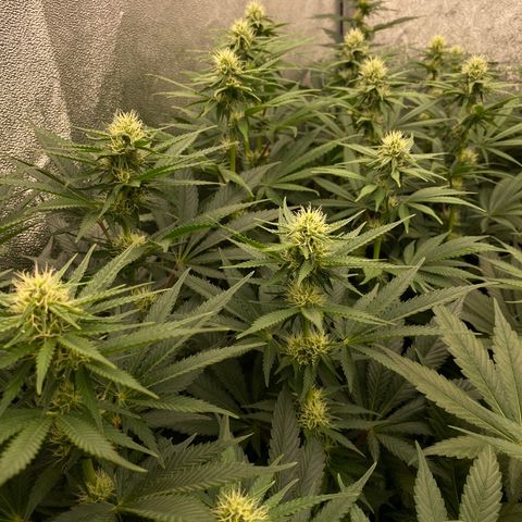 Wedding Gelato growlog timeline photo