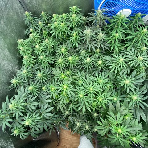 Wedding Gelato growlog timeline photo