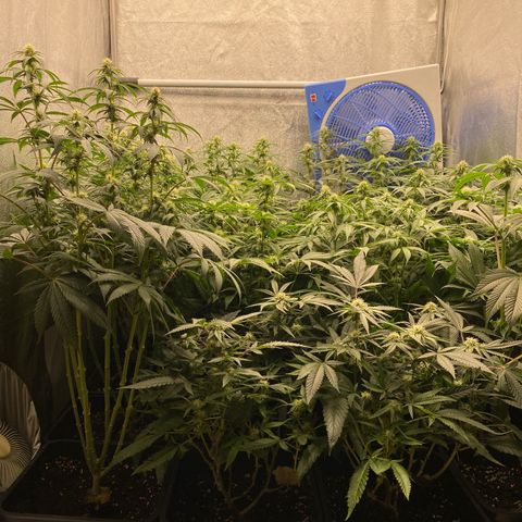 Wedding Gelato growlog timeline photo