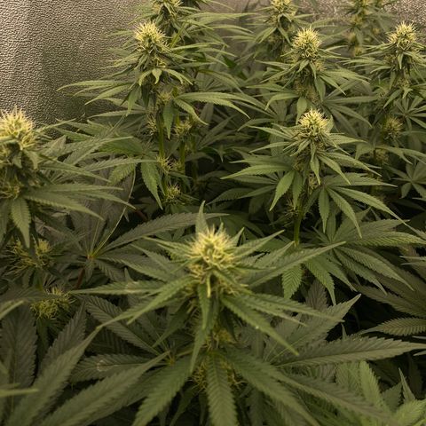 Wedding Gelato growlog timeline photo