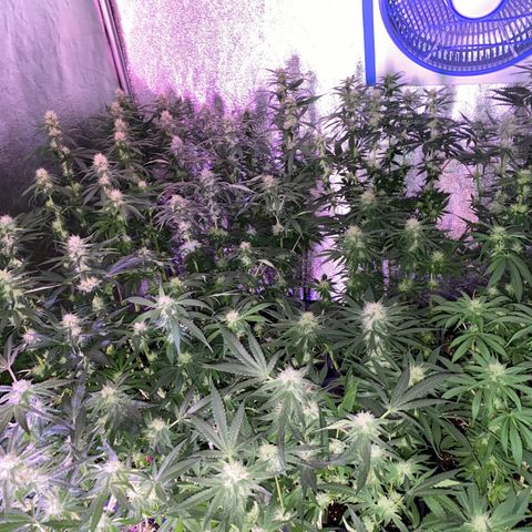 Wedding Gelato growlog timeline photo