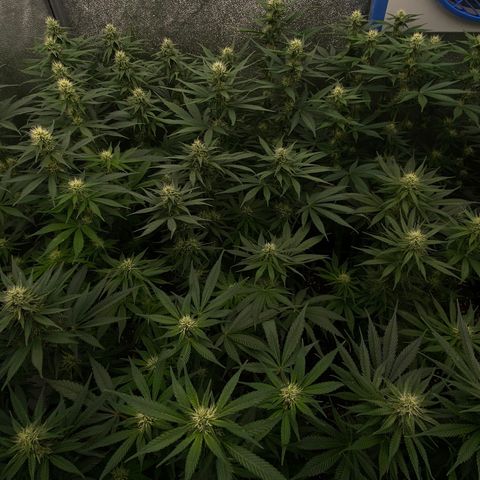 Wedding Gelato growlog timeline photo