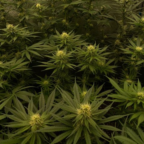 Wedding Gelato growlog timeline photo
