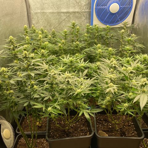 Wedding Gelato growlog timeline photo